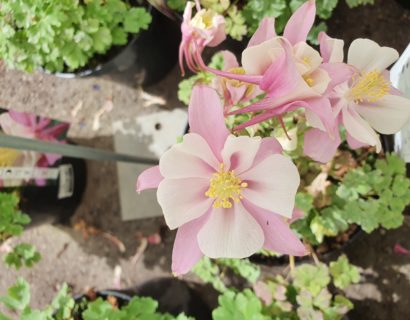 Aquilegia ‘Early Pink White’ (grote pot) - akelei