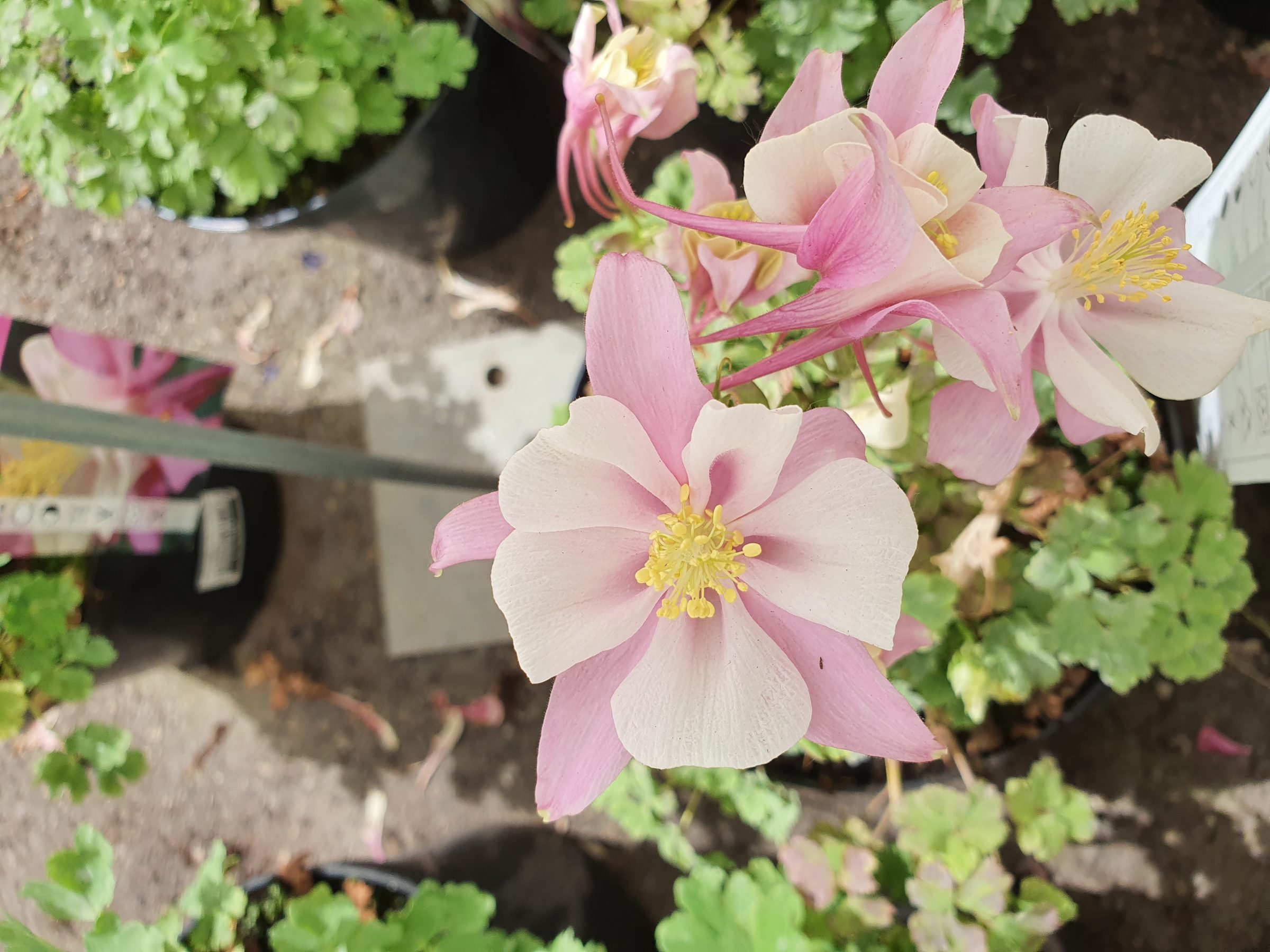 Aquilegia ‘Early Pink White’ (grote pot) - akelei