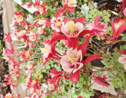 Aquilegia ‘Red and White’ (grote pot) - akelei