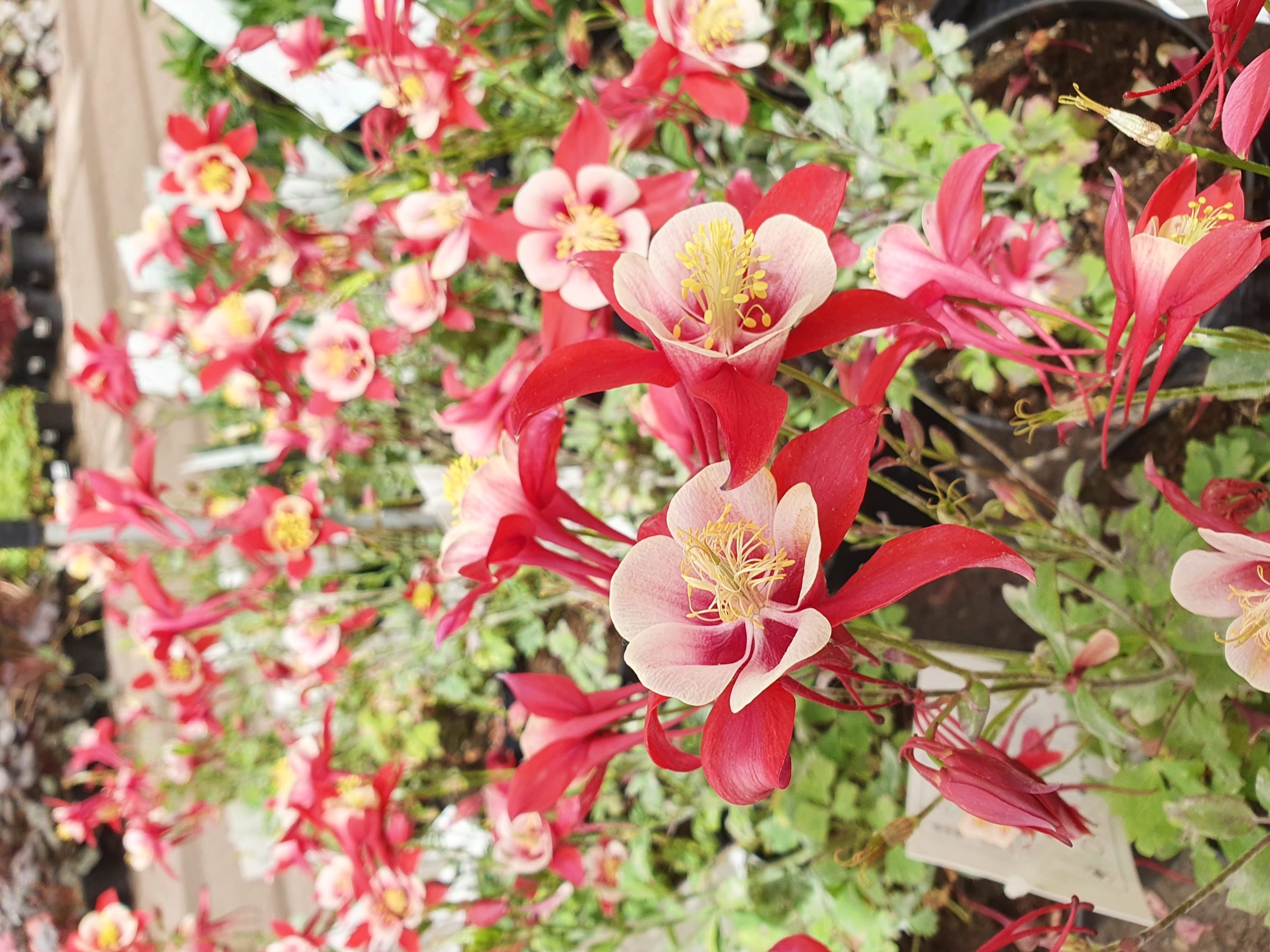 Aquilegia ‘Red and White’ (grote pot) - akelei