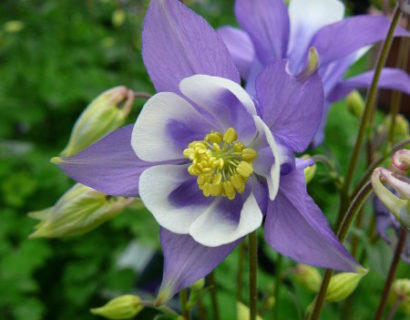 Aquilegia ‘Blue and White’ (grote pot)