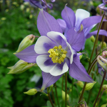 Aquilegia ‘Blue and White’ (grote pot) - akelei