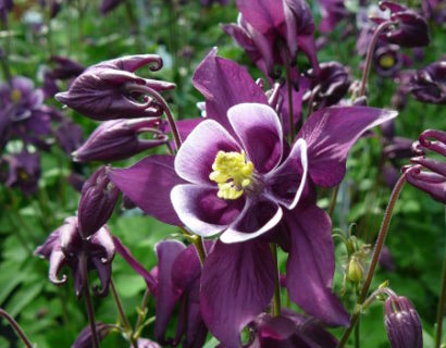 Aquilegia ‘Purple and White’ (grote pot) - akelei