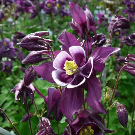 Aquilegia ‘Purple and White’ (grote pot) - akelei