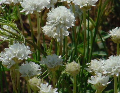 Armeria pseudarmeria ‘Ballerina White’ (grote pot) - Engels gras