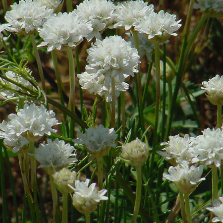 Armeria pseudarmeria ‘Ballerina White’ (grote pot) - Engels gras