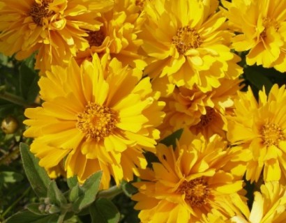 Coreopsis grandiflora ‘Early Sunrise’ pot 3 liter - meisjesogen