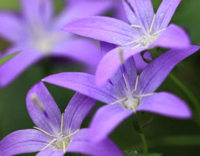 Campanula portenschlagiana ‘Catharina’ (grote pot) - klokjesbloem