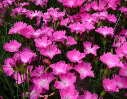 Dianthus ‘Kahori’ (grote pot) - anjer