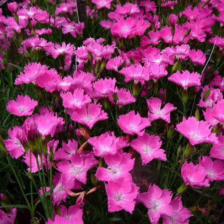 Dianthus ‘Kahori’ (grote pot) - anjer