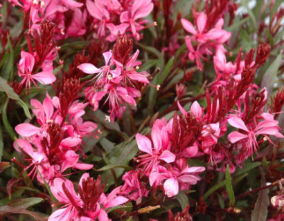 Gaura lindheimeri 'Dark Pink' pot 3 liter