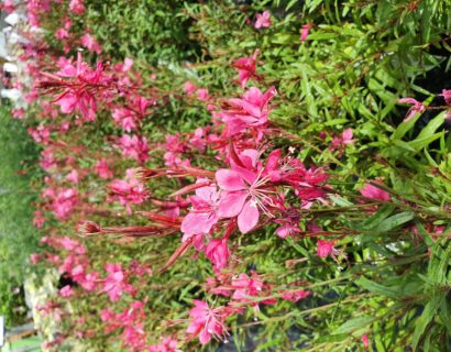 Gaura lindheimeri ‘Dark Pink’ (grote pot) - prachtkaars