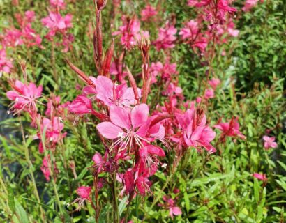 Gaura lindheimeri ‘Dark Pink’ (grote pot) - prachtkaars