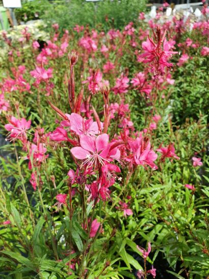 Gaura lindheimeri ‘Dark Pink’ (grote pot) - prachtkaars