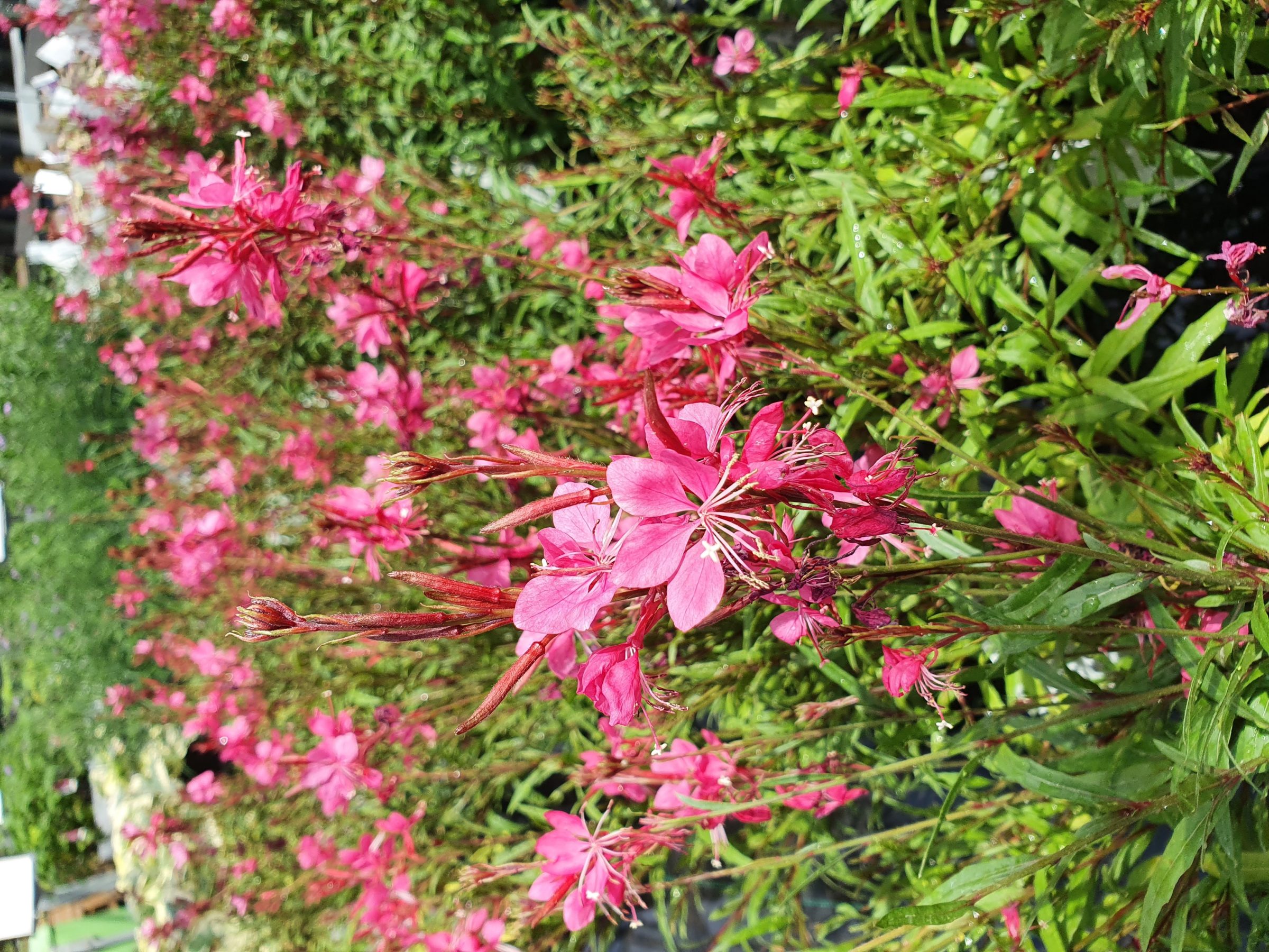 Gaura lindheimeri ‘Dark Pink’ (grote pot) - prachtkaars