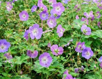 Geranium ‘Azure Rush’ (grote pot)