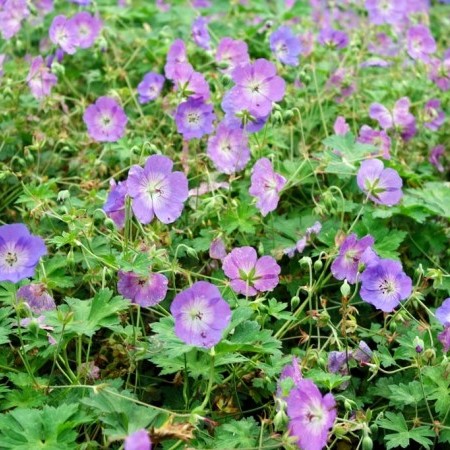 Geranium ‘Azure Rush’ (grote pot) - ooievaarsbek