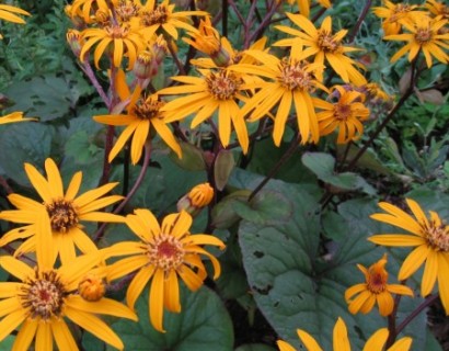 Ligularia dentata ‘Midnight lady’ - kruiskruid