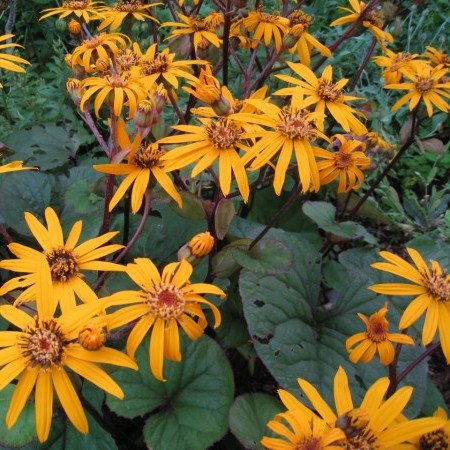 Ligularia dentata ‘Midnight lady’ - kruiskruid