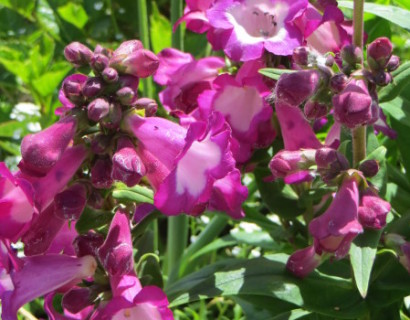 Penstemon 'Polaris Purple' pot 3 liter