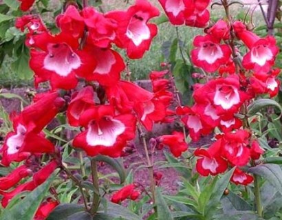 Penstemon ‘Picotee Red’ (grote pot) - slangenkop