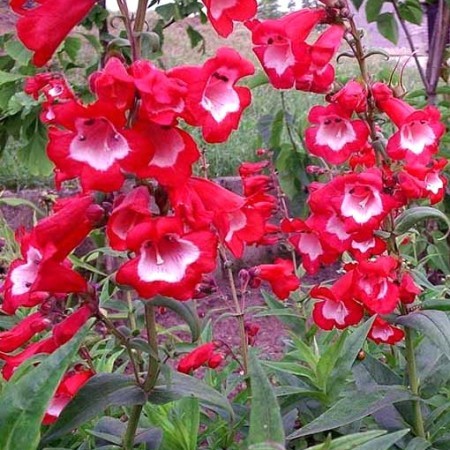 Penstemon ‘Picotee Red’ (grote pot) - slangenkop