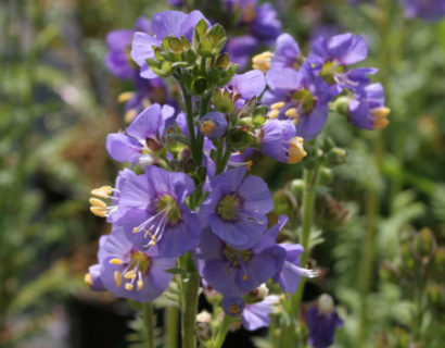 Polemonium caeruleum ‘Bambino Blue’ (grote pot) - jacobsladder