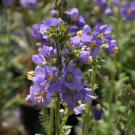 Polemonium caeruleum ‘Bambino Blue’ (grote pot) - jacobsladder