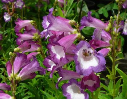 Penstemon ‘Polaris Purple’ (grote pot) - slangenkop