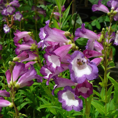 Penstemon ‘Polaris Purple’ (grote pot) - slangenkop