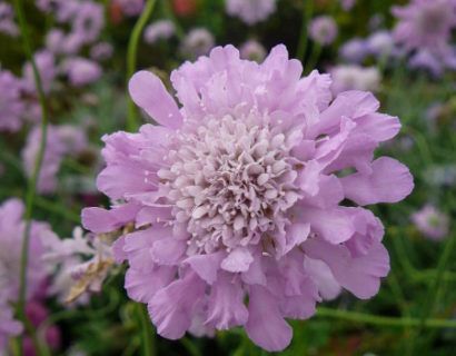 Scabiosa columbaria ‘Pink Mist’ (grote pot) - duifkruid