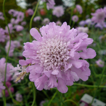 Scabiosa columbaria ‘Pink Mist’ (grote pot) - duifkruid