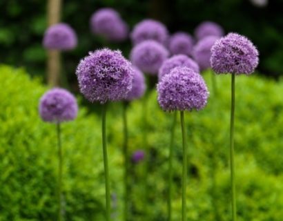 Allium ‘Gladiator’ (grote pot) - sierui