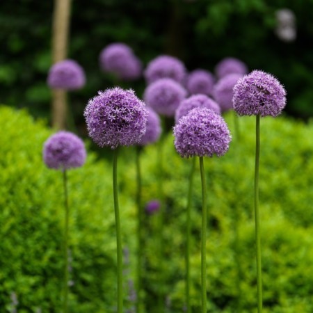 Allium ‘Gladiator’ (grote pot) - sierui