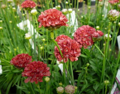 Armeria pseudarmeria ‘Ballerina Red’ (grote pot) - Engels gras