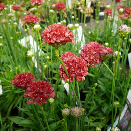 Armeria pseudarmeria ‘Ballerina Red’ (grote pot) - Engels gras