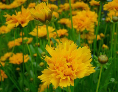 Coreopsis grandiflora ‘Early Sunrise’ (grote pot) - meisjesogen