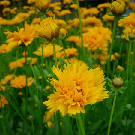 Coreopsis grandiflora ‘Early Sunrise’ (grote pot) - meisjesogen