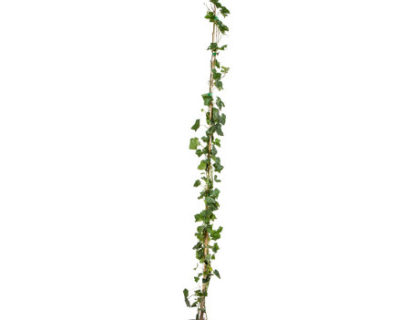 Klimop aan stok pot 3 liter 150/175 cm