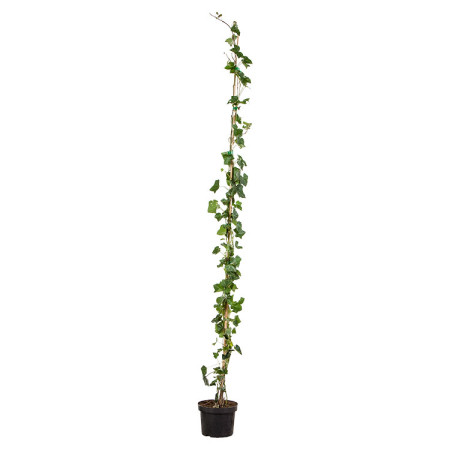 Klimop aan stok pot 3 liter 150/175 cm - grootbladige klimop