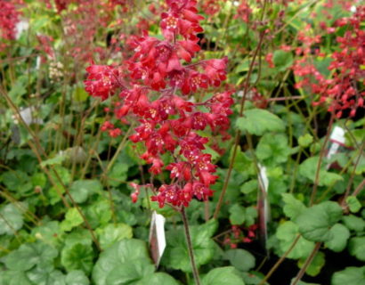 Heuchera sanguinea ‘Ruby Bells (grote pot) - purperklokje