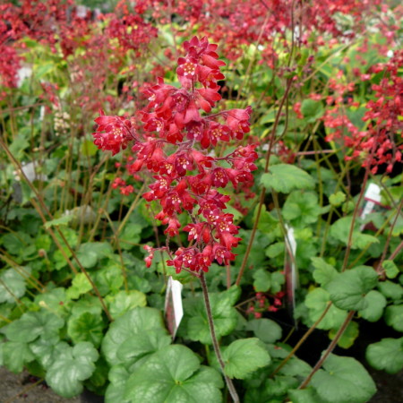 Heuchera sanguinea ‘Ruby Bells (grote pot) - purperklokje