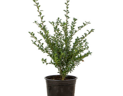 Ilex crenata ‘Convexa’ pot 2 liter 30/40 cm - Japanse hulst