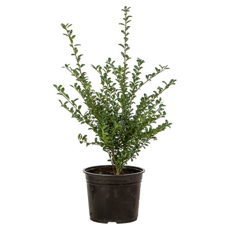 Ilex crenata ‘Convexa’ pot 2 liter 30/40 cm