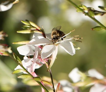 Gaura lindheimeri ‘White’ (grote pot) - prachtkaars