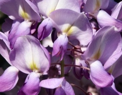 Wisteria brachybotrys ‘Iko Yama Fuji’