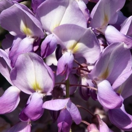 Wisteria brachybotrys ‘Iko Yama Fuji’ - Japanse blauwe regen