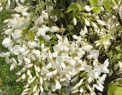 Wisteria brachybotrys ‘Shiro Kapitan Fuji’ - Japanse blauwe regen