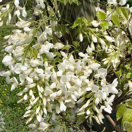 Wisteria brachybotrys ‘Shiro Kapitan Fuji’ - Japanse blauwe regen