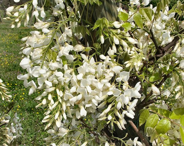 Bemesting Wisteria